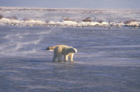 polar bear